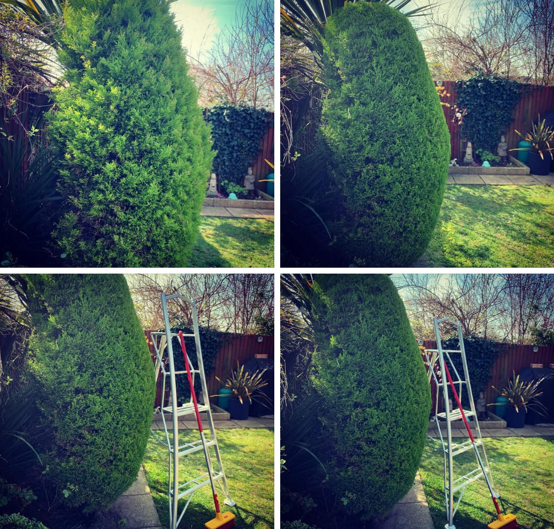Tree Trimming Peacehaven